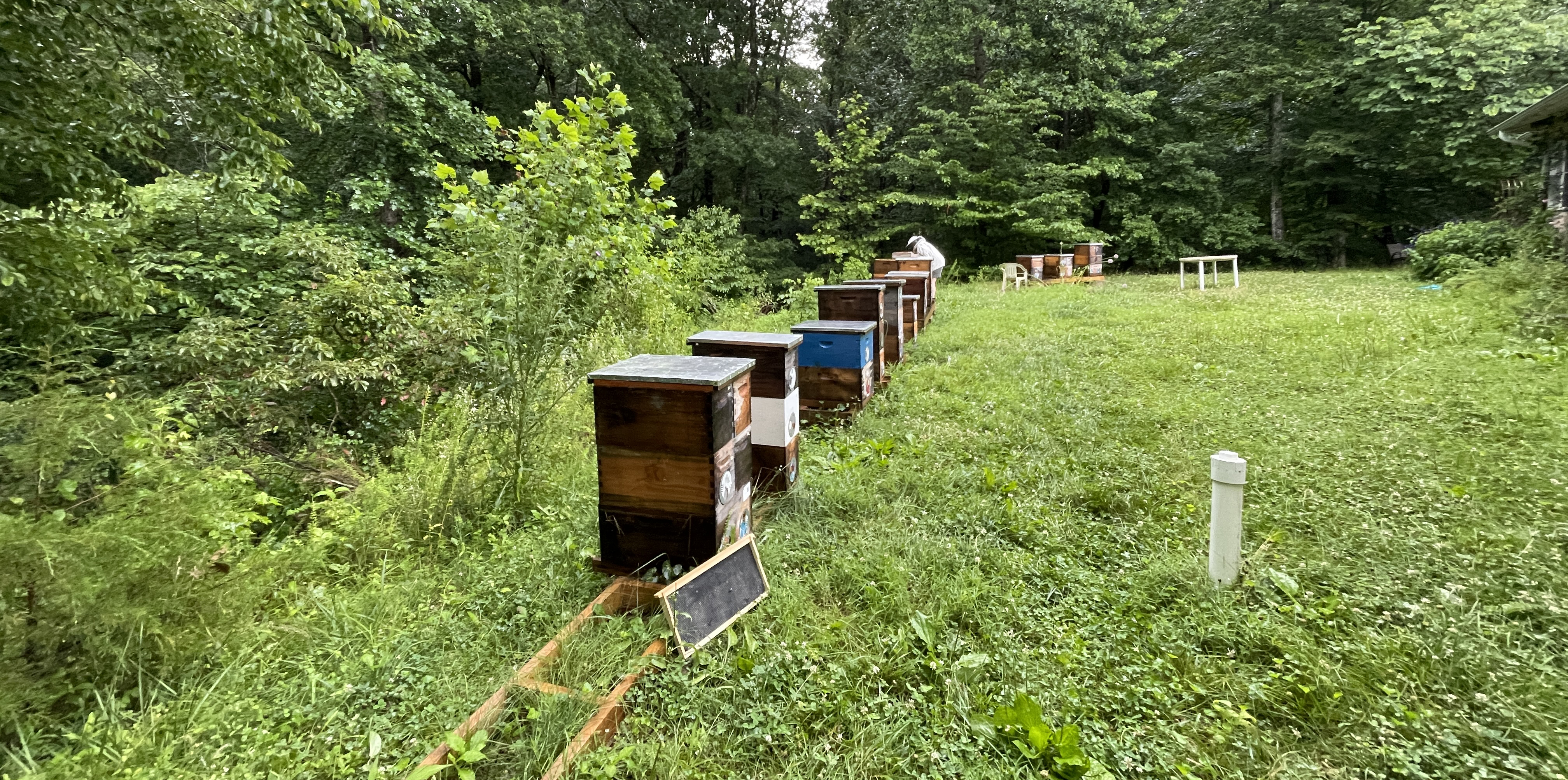 Front yard of Frosty Meadow apiary, Pittsboro NC — 2026 events and nuc pickups