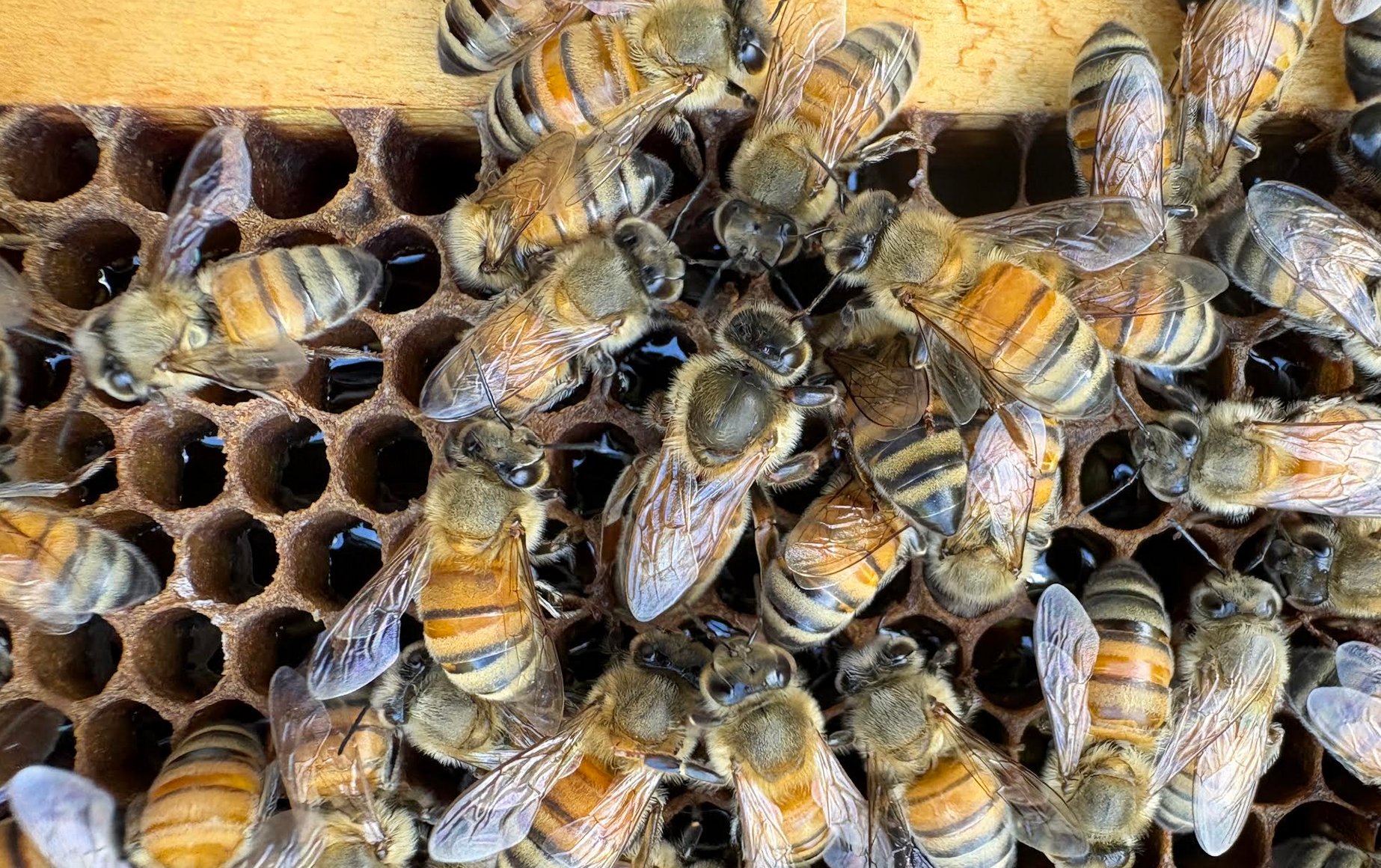 N9 virgin queen on comb — Phil Uptmor Nuc 9