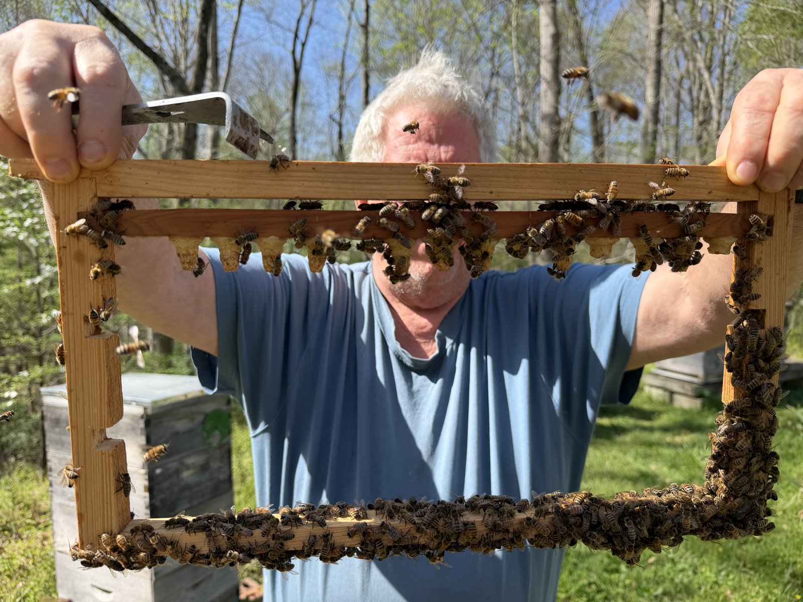 A graft frame from a Frosty Meadow cell builder, covered in bees with cells visibly being drawn out below the bar