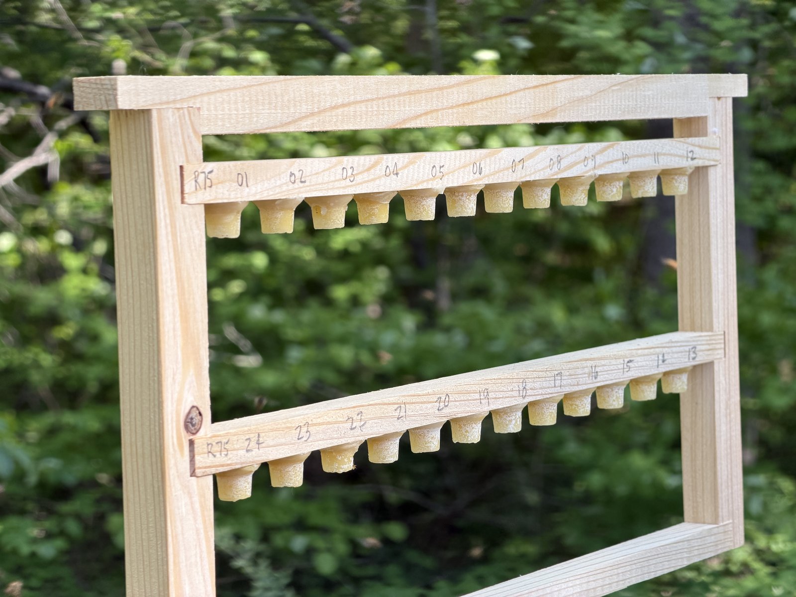 A graft frame prepared with twenty-four wax cups numbered for tracking, before grafting at Frosty Meadow