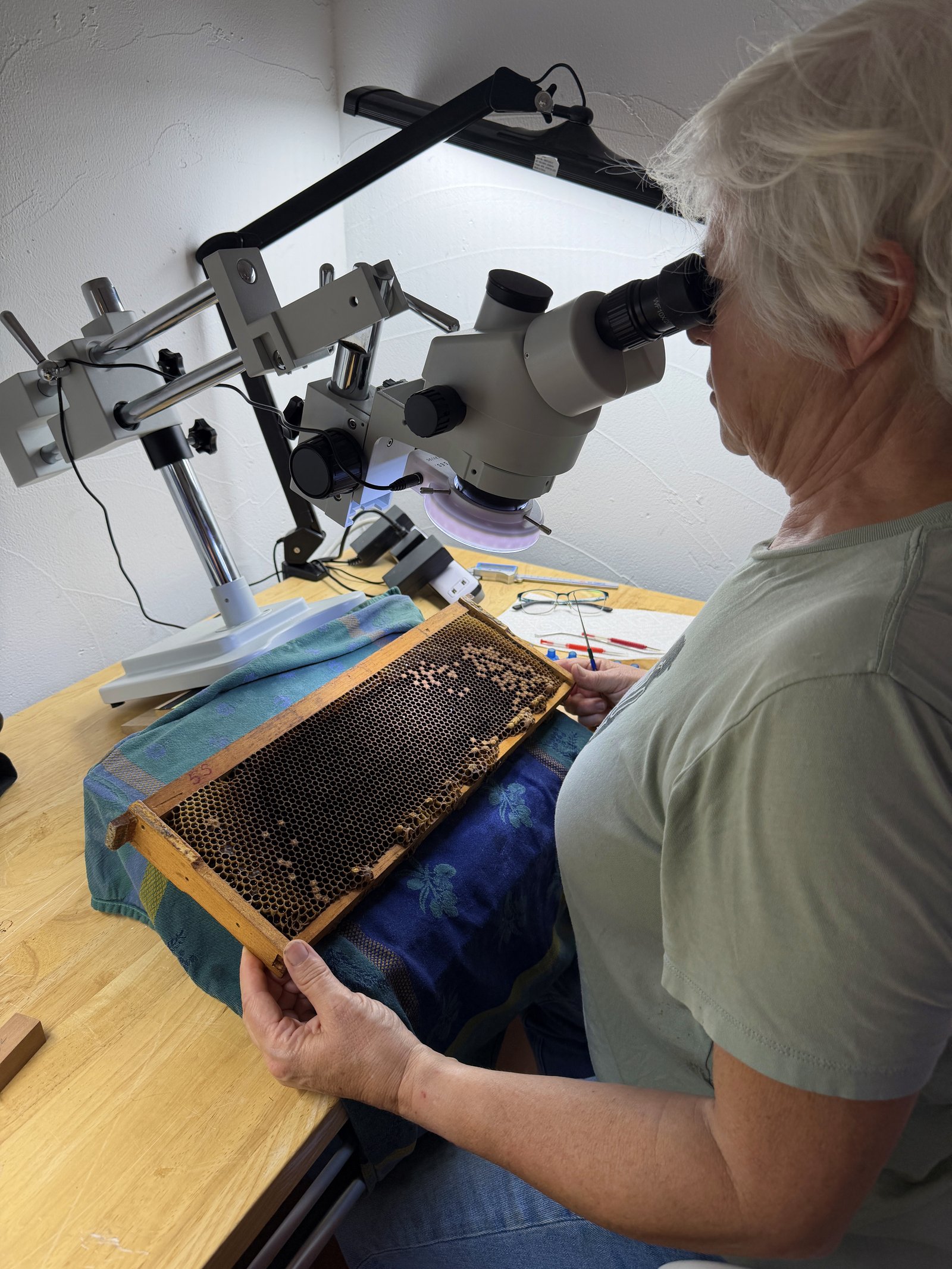 Kory at the microscope grafting larvae into wax cups for the Frosty Meadow cell builder