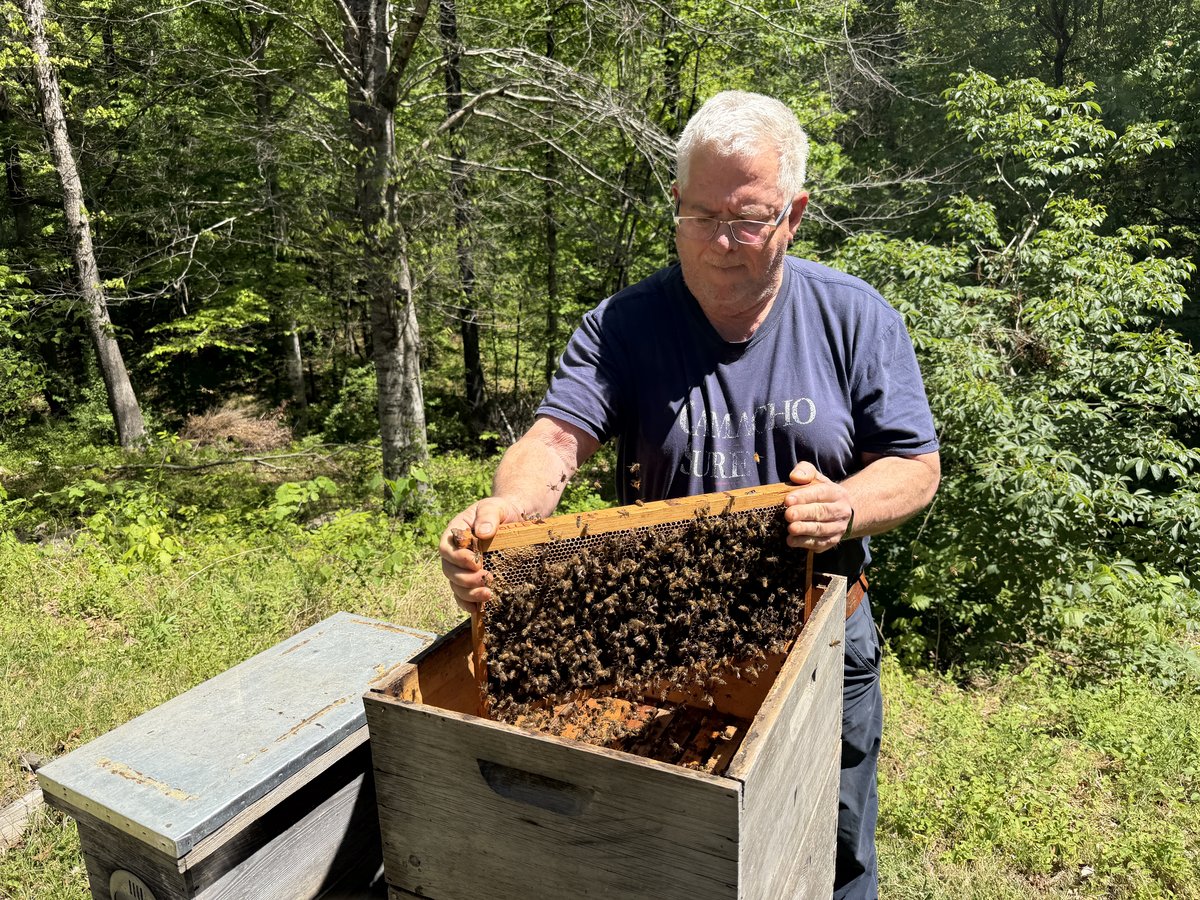 Daniel Harnden shaking frames of bees into the hive 132 cell builder upper deep
