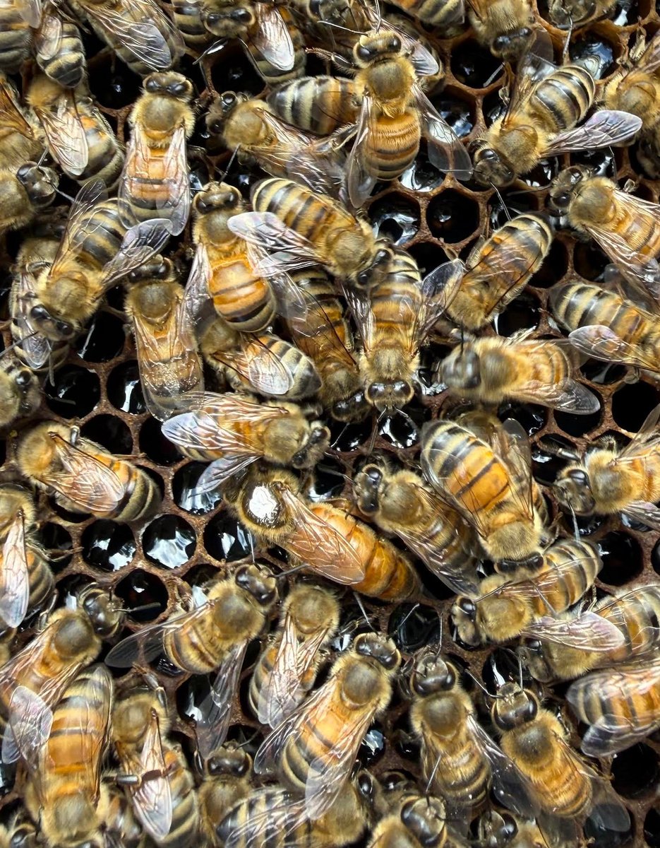 Close-up of bees in Valarie's nuc with heavy uncapped nectar visible in the cells, including a queen mid-frame