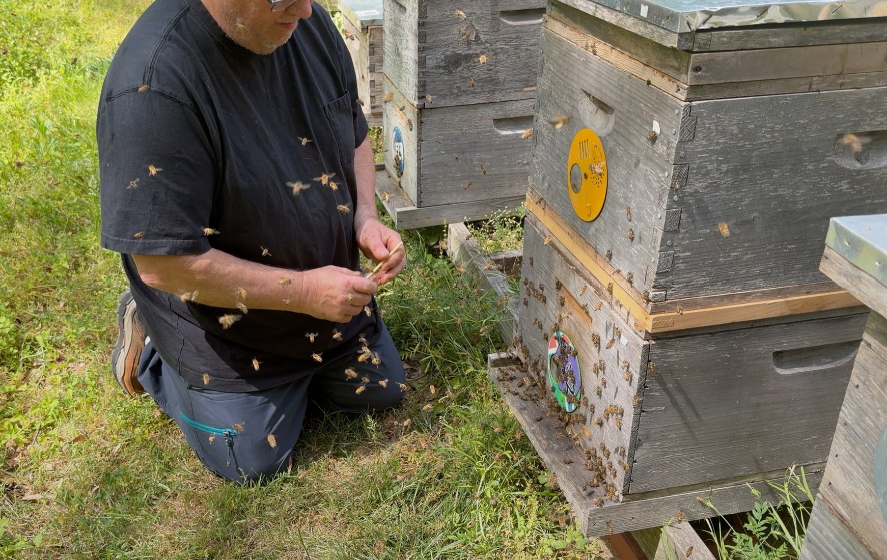 Daniel Harnden kneeling beside the Frosty Meadow hive stack on grafting day, waiting to catch the queen as she leaves with a swarm