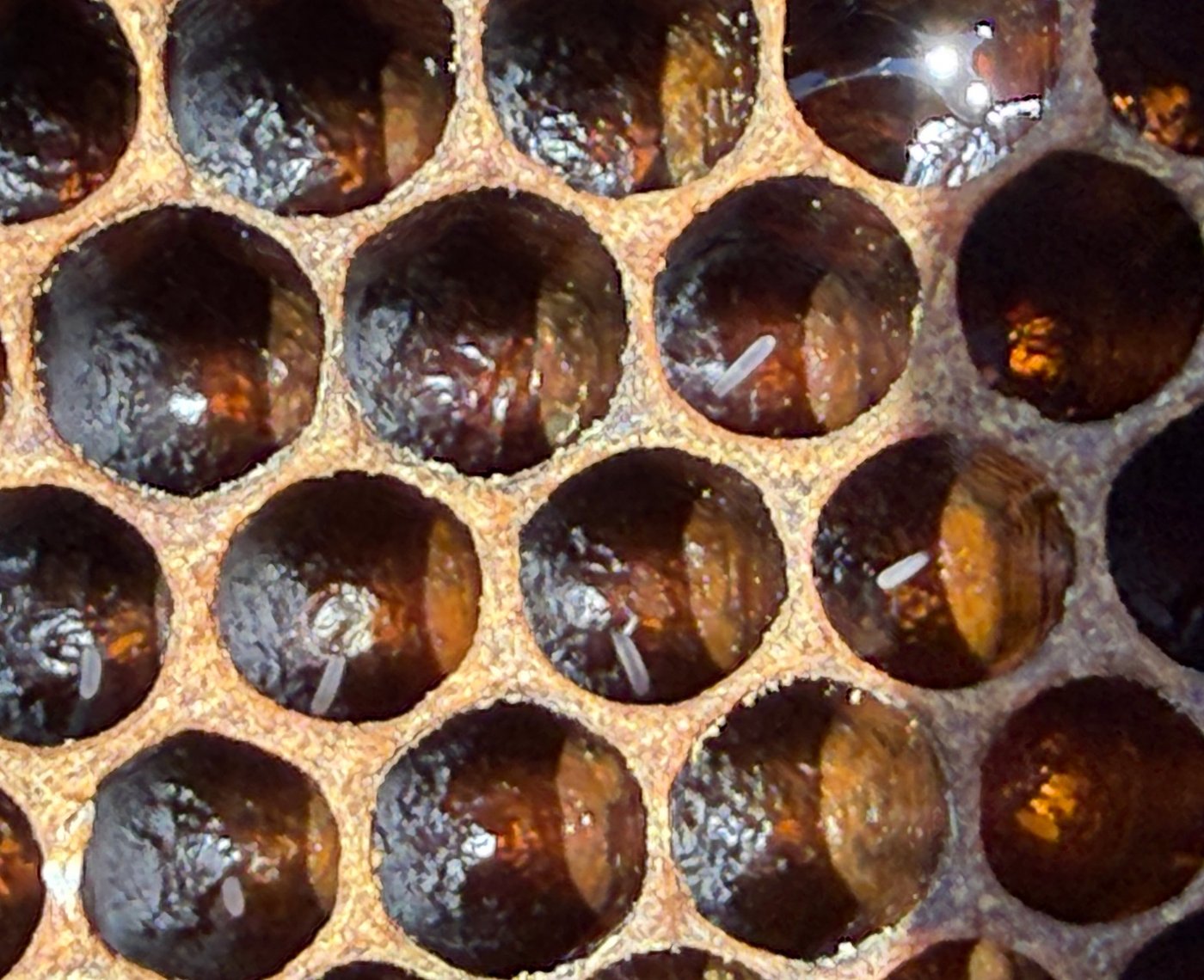 Close-up of a frame of dark drawn comb with several pearly white eggs standing vertically in cells, the unmistakable sign of a queen laying within the last 24 hours